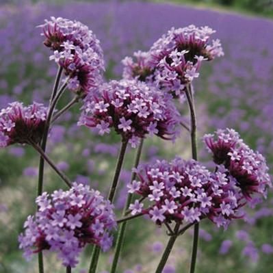 Verbena bonariensis - a bee magnet with a statuesque presence of lavendar clusters on erect stems.